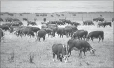  ?? File photo ?? As the Beef Cattle Research Council states, "what goes in, must come out" manure and nutrient management is important these days and the BCRC offers tips.