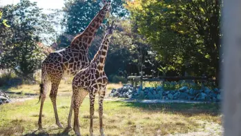  ?? KENDALL WARNER/STAFF ?? Tisa looks at the camera while hanging out in the giraffe enclosure at the Virginia Zoo in Norfolk.