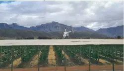  ?? PIET BOSMAN ?? Dutoit Agri recently used helicopter­s to dry off cherry trees, following heavy rainfall during the picking season.