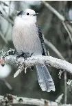  ??  ?? The Canada Jay