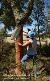  ??  ?? Peeling bark off the cork oak trees requires skill and precision.