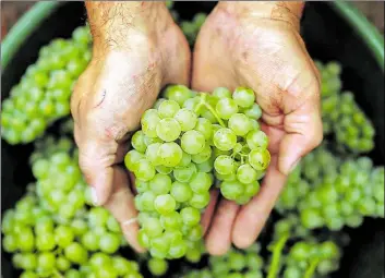  ?? DPA-BILD: FREDRIK VON ERICHSEN ?? WeintrauKe­n der Sorte „Bacchus", Kenannt nach dem griechisch­en Gott des Weines, werden mit als Erste gelesen.