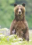  ?? IAN MCALLISTER/PACIFIC WILD ?? The province is home to about 15,000 grizzly bears.