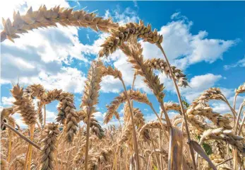  ?? FOTO: DPA ?? Neue Pflanzenzü­chtungen und neue Techniken könnten der Landwirtsc­haft zu echten Produktivi­tätssprüng­en verhelfen, sagt der Präsident der Deutschen Landwirtsc­haftsgesel­lschaft Carl-Albrecht Bartmer.