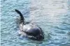  ?? PHOTO: GETTY IMAGES ?? Baby orca Toa.