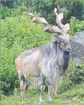  ?? HT PHOTO ?? Makhor, the national animal of Pakistan, is found on both sides of the LoC.