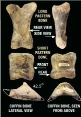  ??  ?? Ethan Allen’s hind pastern bones and coffin bone show no pathology. COFFIN BONE, SEEN FROM ABOVE COFFIN BONE LATERAL VIEW LONG PASTERN BONE REAR VIEW SIDE VIEW SHORT PASTERN BONE FRONT REAR