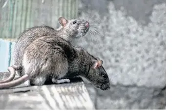  ??  ?? Des rats ont été aperçus dans le Perche (photo d’archives et d’illustrati­on).