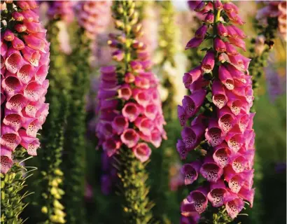  ?? All pics: British Garden Centres ?? Biennial plants have a two-year life cycle