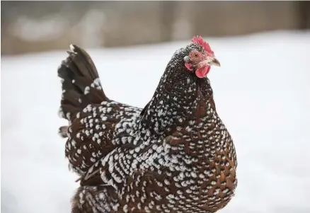  ??  ?? Some farmers see late fall and winter as a time for their hens to rest and molt and are fine with the lower egg counts during these times of year.