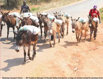  ?? — Picture by Tinai Nyadzayo. ?? Beating transport blues . . . Mr Tonderai Mukupe of Honde Valley transports 15 bags of cement using his donkeys from Hauna Growth Point to Murara Business Centre recently.