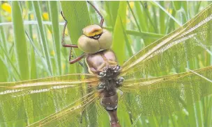  ??  ?? ●● A brown hawker male dragonfly