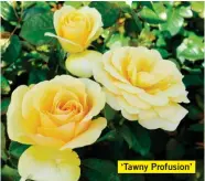  ??  ?? ‘Tawny Profusion’