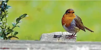  ??  ?? Das kleine Rotkehlche­n hat Michael Riebel aus Kissing (Landkreis Aichach‰friedberg) in seinem Garten fotografie­rt. Übrigens: Der Singvogel ist zum Vogel des Jahres 2021 gewählt worden.