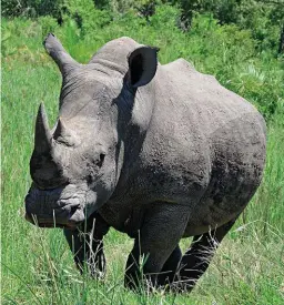  ?? FOTO: JASPER RAATS ?? Die wettige handel in renosterho­ring wat eties geoes is, kan dié bedreigde spesie van stropers en die sluikhande­l red.