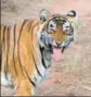  ?? HT PHOTO ?? The tigress was last seen on February 21 with a 4yearold male tiger in Umri area.