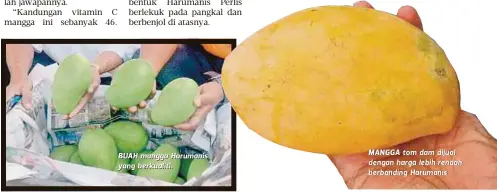  ??  ?? BUAH mangga Harumanis yang berkualiti. MANGGA tom dam dijual dengan harga lebih rendah berbanding Harumanis.