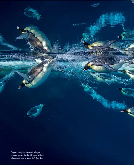  ??  ?? Emperor penguins, the world’s largest penguin species, dive for fish, squid, krill and other crustacean­s in Antarctica’s Ross Sea.