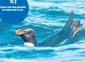  ?? Photo / Thomas Mattern ?? The endangered Fiordland penguin travelled the enormous distance in only eight weeks.