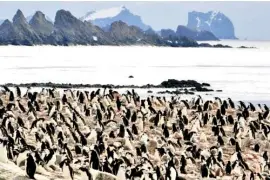  ?? ?? The scientists measured the brain activity of the penguins, and recorded the birds on video.