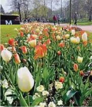  ??  ?? Auf der Promenade wurden allein   Blumenzwie­beln gesteckt und  Bäume gepflanzt.