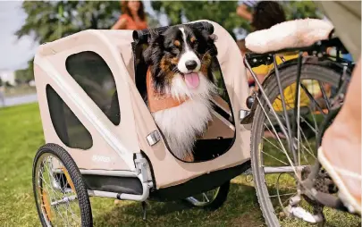  ??  ?? Im Fahrradanh­änger mit Guckfenste­r behalten Hunde auf der Radtour stets den Überblick.