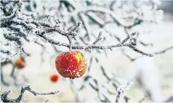  ?? MORTIZ KINDLER FOR UNSPLASH ?? There is a surprising variety of wild edible plants — from rose hips to wild cranberrie­s — available in Ontario during the winter.