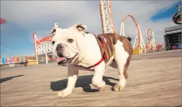  ?? Carolyn Cole Los Angeles Times ?? FANYA and her human companion, not pictured, enjoy the Coney Island boardwalk as it has been for decades. Many are resisting New York’s plan to refurbish parts of the worn-out boardwalk with fake wood or concrete.