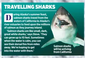  ??  ?? Salmon sharks will be arriving from California