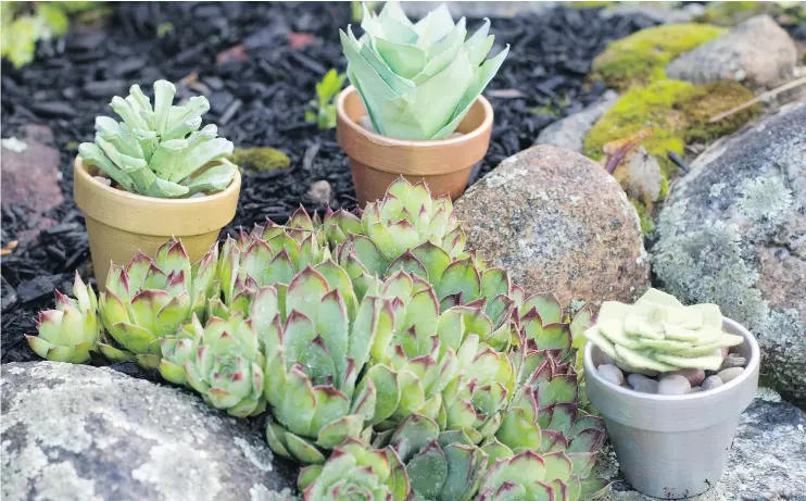  ?? — THE ASSOCIATED PRESS FILES ?? While drought-resistant succulent plants are popular as home decor, they can be hard to raise indoors, making fake versions a crafty alternativ­e.