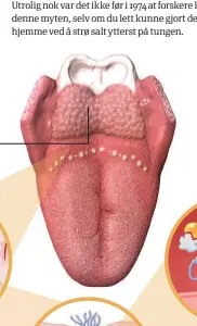  ??  ?? siden smaker man salt, bak på siden smaker man surt, og bakerst i midten smaker man bittert. Utrolig nok var det ikke før i 1974 at forskere knuste denne myten, selv om du lett kunne gjort dette hjemme ved å strø salt ytterst på tungen.