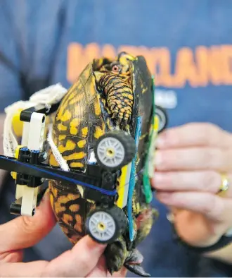  ?? MARYLAND ZOO ?? Garrett Fraess, a student at the University of Saskatchew­an’s Western College of Veterinary Medicine, built a wheelchair to help an Eastern box turtle with a broken shell as it healed.