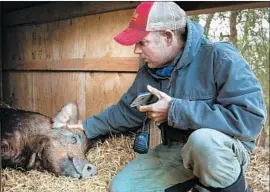  ?? Neon ?? “THE BIGGEST LITTLE FARM”: John Chester finds simple life isn’t so simple.