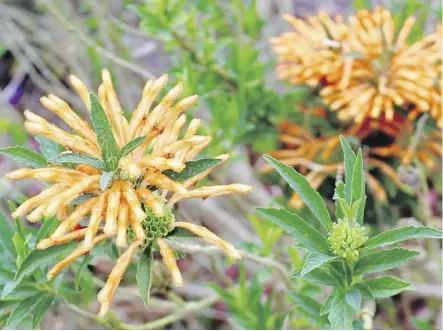  ?? REBECCA POWERS/FOR THE WASHINGTON POST ?? Lion’s tails bloom into autumn on Alcatraz Island.