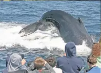  ??  ?? SPLASHING SIGHT Whale-watching in Massachuse­tts