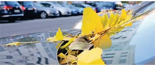  ?? FOTO: ANDREA WARNECKE/DPA-TMN ?? Langzeitpa­rker sollten regelmäßig das Laub entfernen, da sonst die Wasserablä­ufe des Fahrzeugs verstopfen.