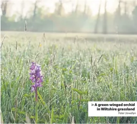  ?? Peter Llewellyn ?? A green-winged orchid
in Wiltshire grassland