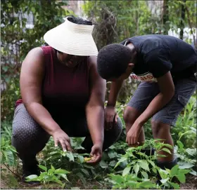  ?? COURTESY OF THE PENNSYLVAN­IA HORTICULTU­RAL SOCIETY ?? Pennsylvan­ia Horticultu­ral Society members tend to plants while participat­ing in community gardening endeavors.