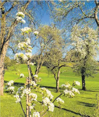  ?? FOTO: LA ?? Junge und alte Apfel- und Birnbäume beginnen derzeit überall im Land zu blühen.