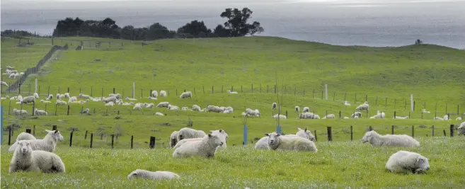  ??  ?? About 20,000 head of sheep are being milked in New Zealand, with products including infant formula and cheeses.