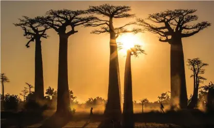  ?? Photograph: David Rabehevitr­a (Kew Madagascar) ?? ‘Some species may not survive the next century.’ Adansonia grandidier­i in the Avenue of the Baobabs, western Madagascar.
