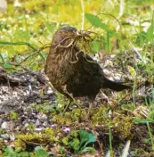  ??  ?? Diese Amsel mit Nistmateri­al im Schnabel hat Wunibald Wörle im Garten von Sankt Ottilien (Landsberg am Lech) entdeckt.