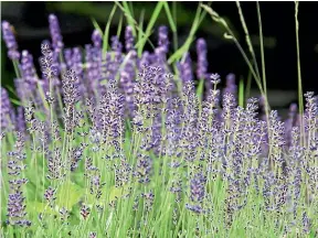  ??  ?? Lavender is a popular and versatile plant.