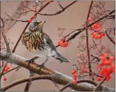  ?? ROGER BEARDMORE/Special to The Daily Courier ?? This fieldfare, spotted in Salmon Arm, is drawing the attention of birders because it’s only the second one ever seen in B.C.