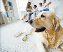  ?? THINKSTOCK ?? New pet-friendly carpets have been designed to prevent pet stains from soaking through to the padding as well as to reduce pet odors.