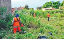  ??  ?? Funcionari­os municipale­s limpian uno de los terrenos abandonado­s en la capital del Alto Paraná.