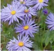  ??  ?? Aster frikartii ‘Mönch’ Long-flowering with slender lilac-blue petals. H90cm (3ft) S40cm (16in)