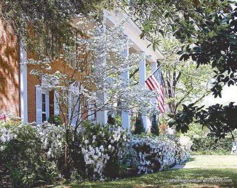  ?? Photos by Catherine Sherman ?? White azaleas in bloom serve as trellis of this home.