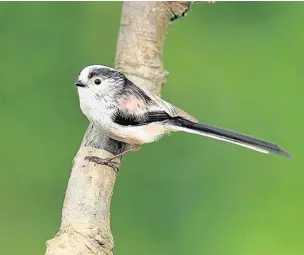  ??  ?? ●●Long-tailed tit