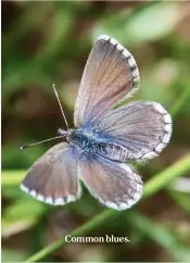  ??  ?? Common blues.